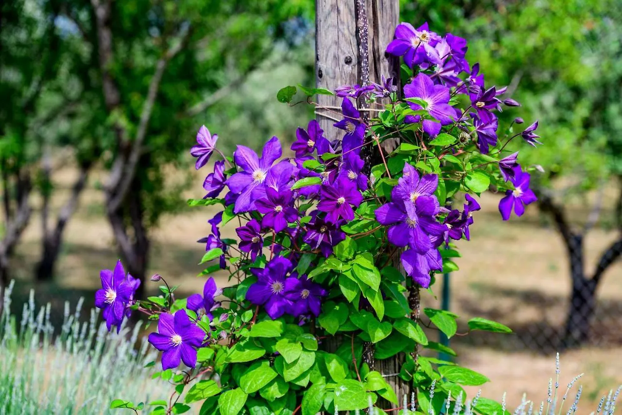 Sunny House Villa Smokovic Holiday home
